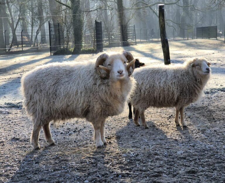 Onze schapen in de winterse ochtend