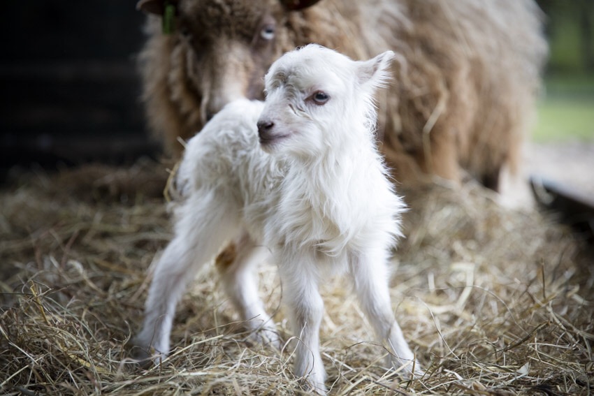 Nog een lammetje geboren! Vlokje